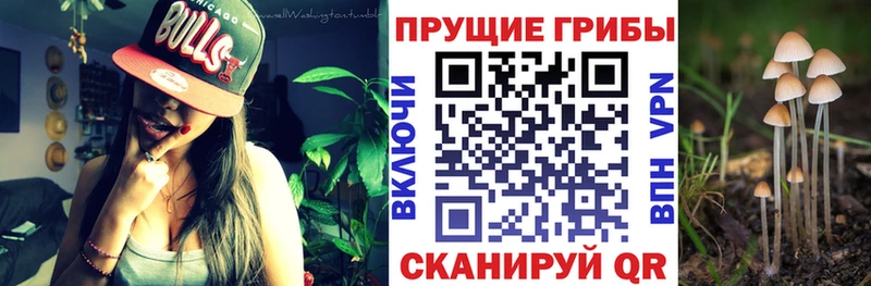 Псилоцибиновые грибы прущие грибы  как найти наркотики  Дальнегорск 